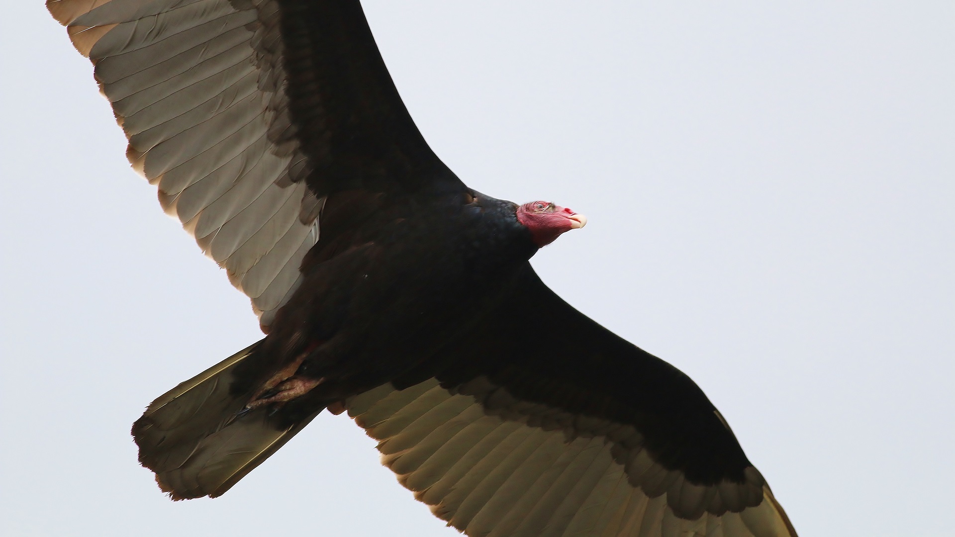 Turkey Vulture